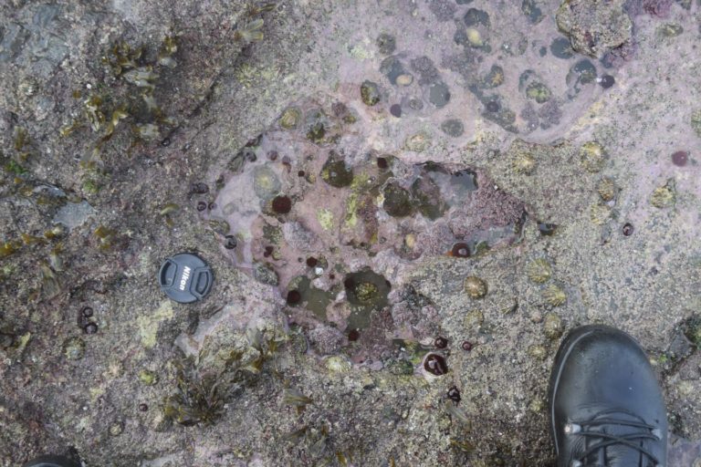 Scientists Discover Massive Dinosaur Footprints In Scotland