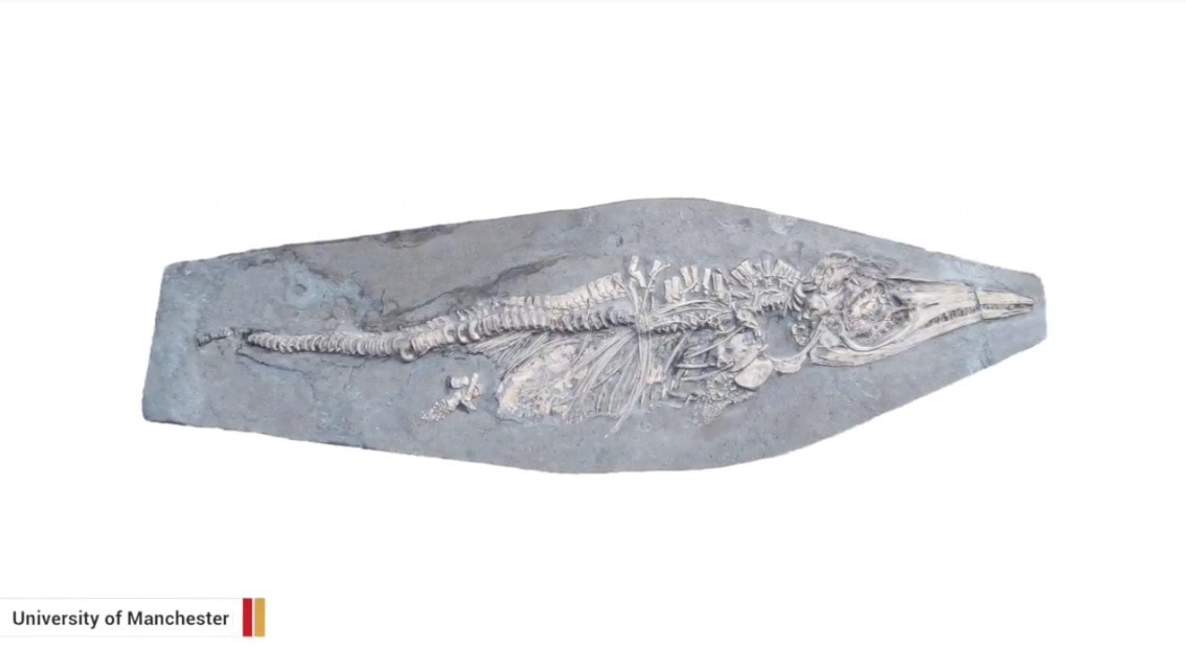 Fossilized Pregnant Ichthyosaur