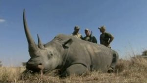 Hunting Big Mammals