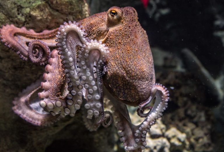 Thousands of Octopuses Discovered In Deep Sea