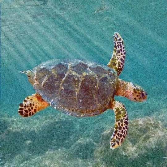 Sea Turtle species