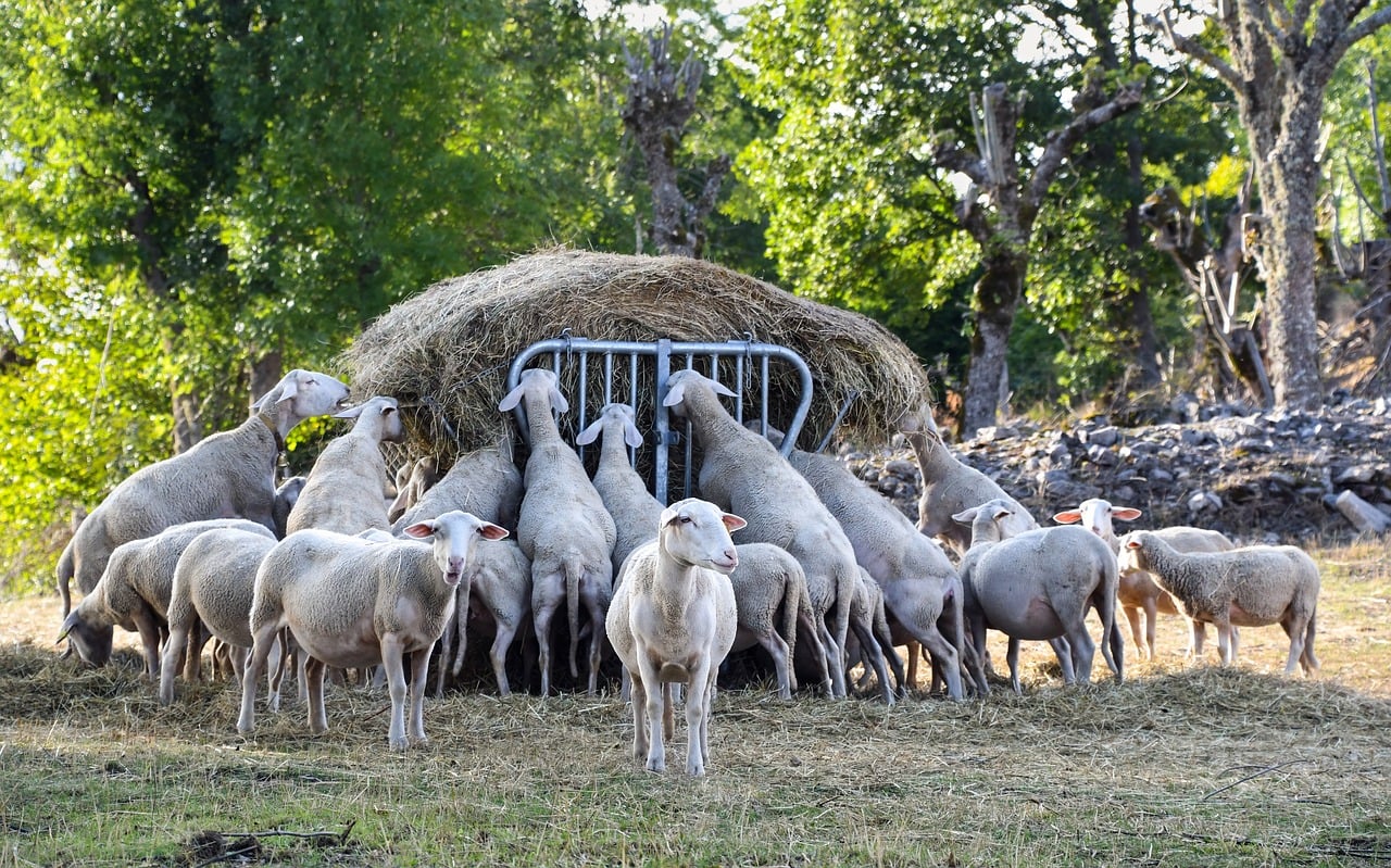 Herd Of Sheep