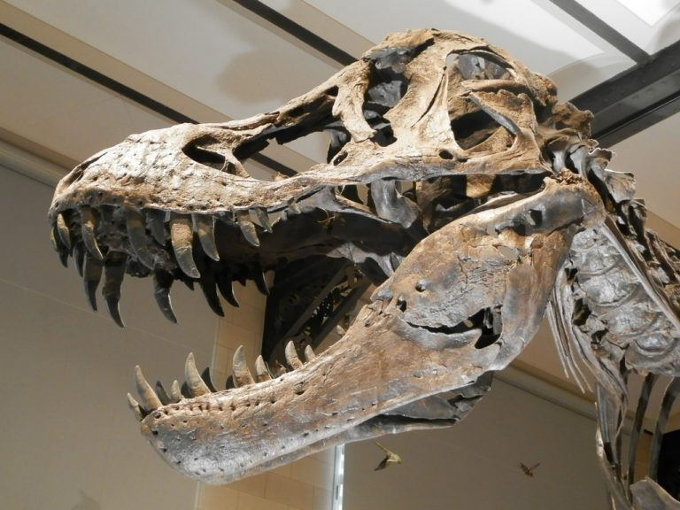 Scientists Unearth New Dinosaur Species In Argentina