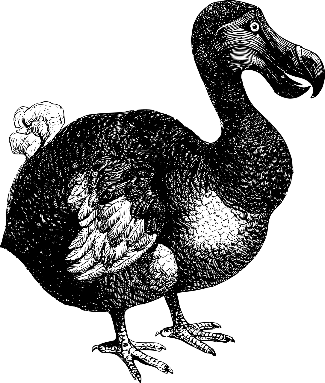 Oxford Dodo