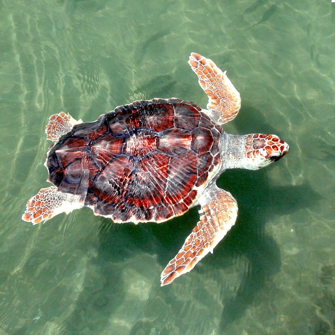 loggerhead sea turtle