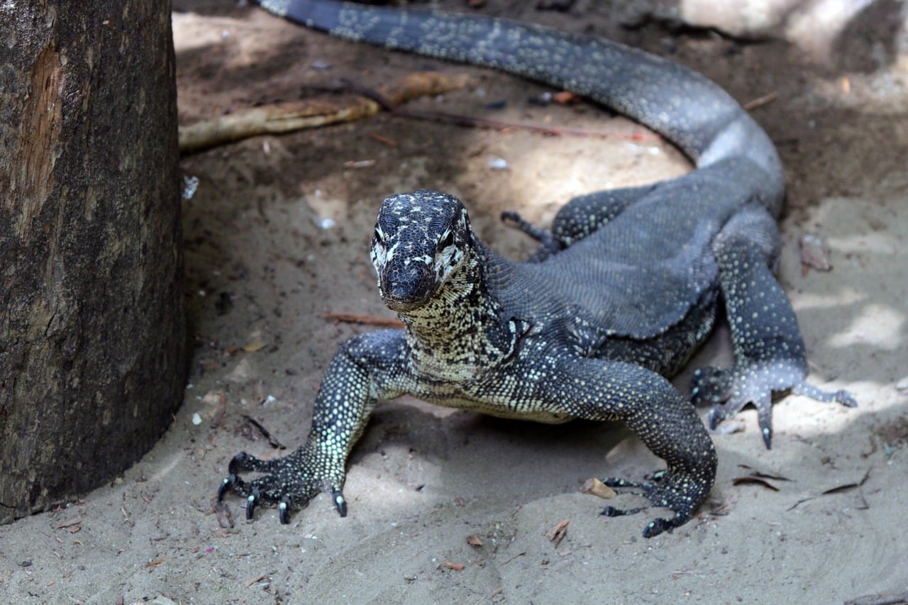 ancient monitor lizard