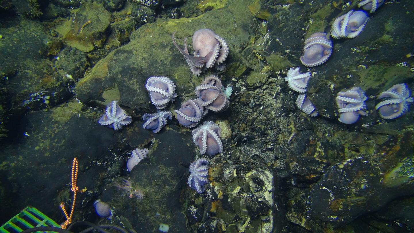 Purple Octopus Moms