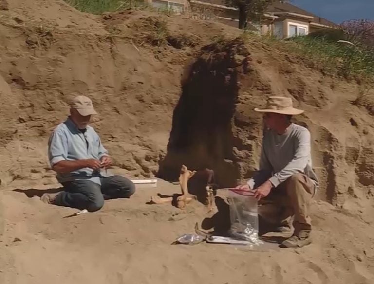 Ancient Horse From 16000 Years Ago Discovered In Utah Backyard