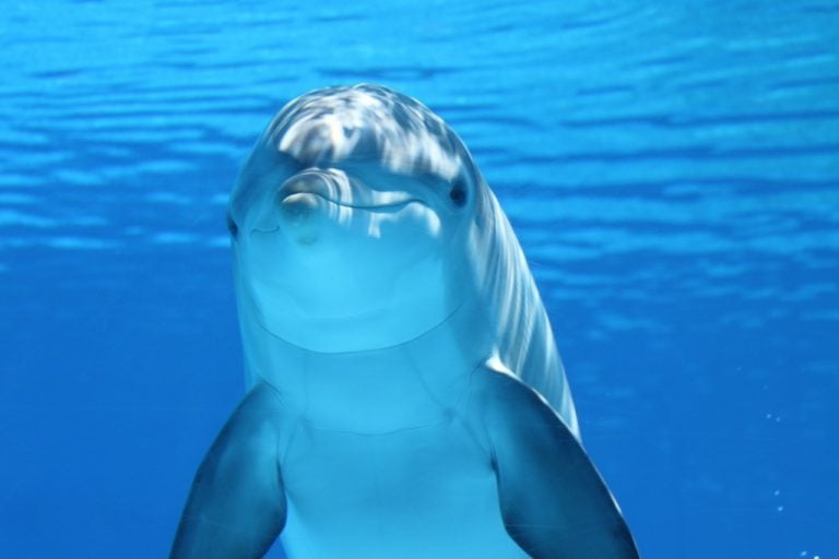 High Ambient Noise In The Ocean Is Ruining Vocal Calls Of Dolphins