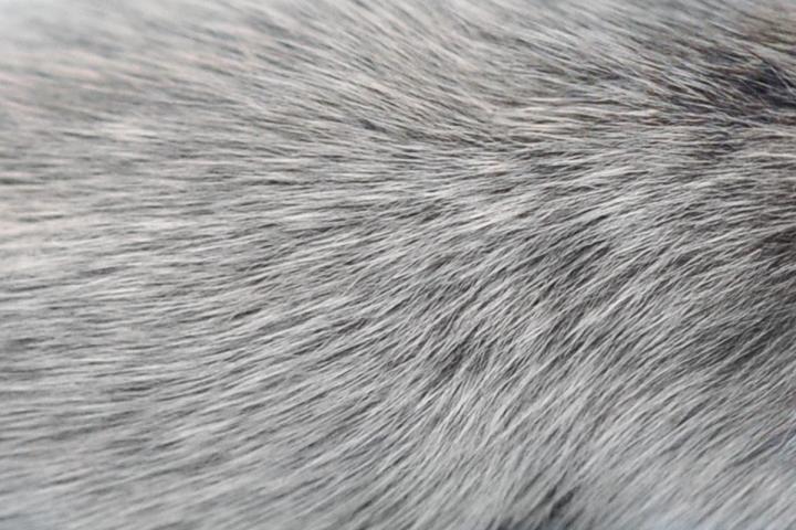 Gray Hair