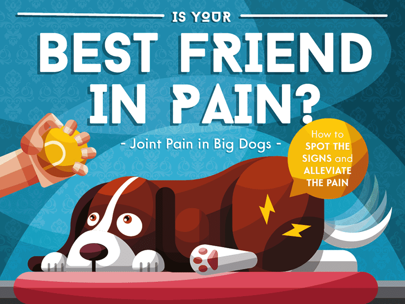 Is Your Best Friend In Pain