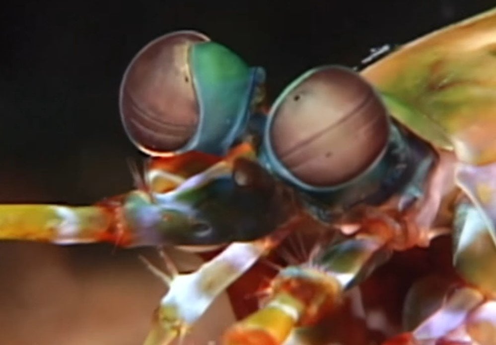 Mantis Shrimp