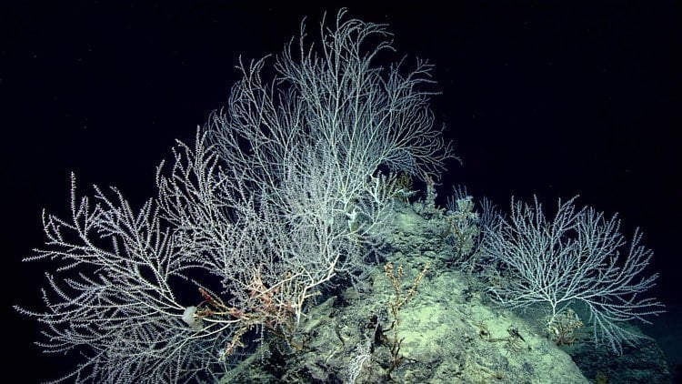 Scientists Uncover A Secret Coral Garden 7,500 ft Below Gulf Of Mexico