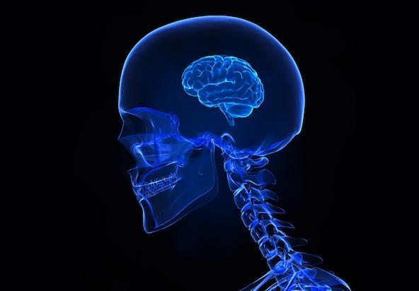 Early Human Relatives Small Brain