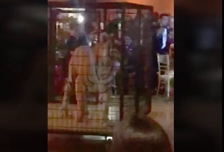 Tiger At Prom: Christopher Columbus High School Accused Of Animal Abuse