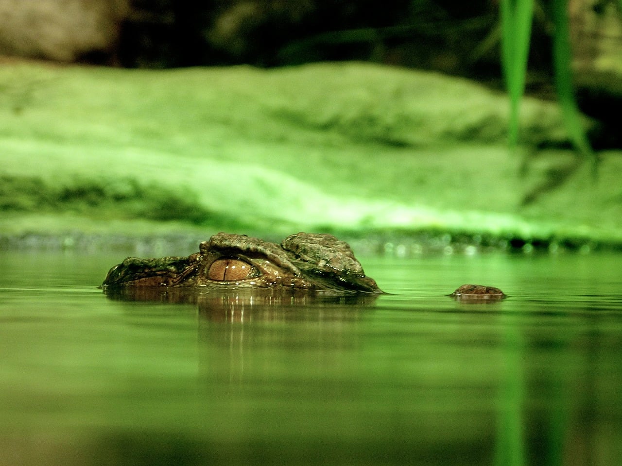 Alligators ecosystems