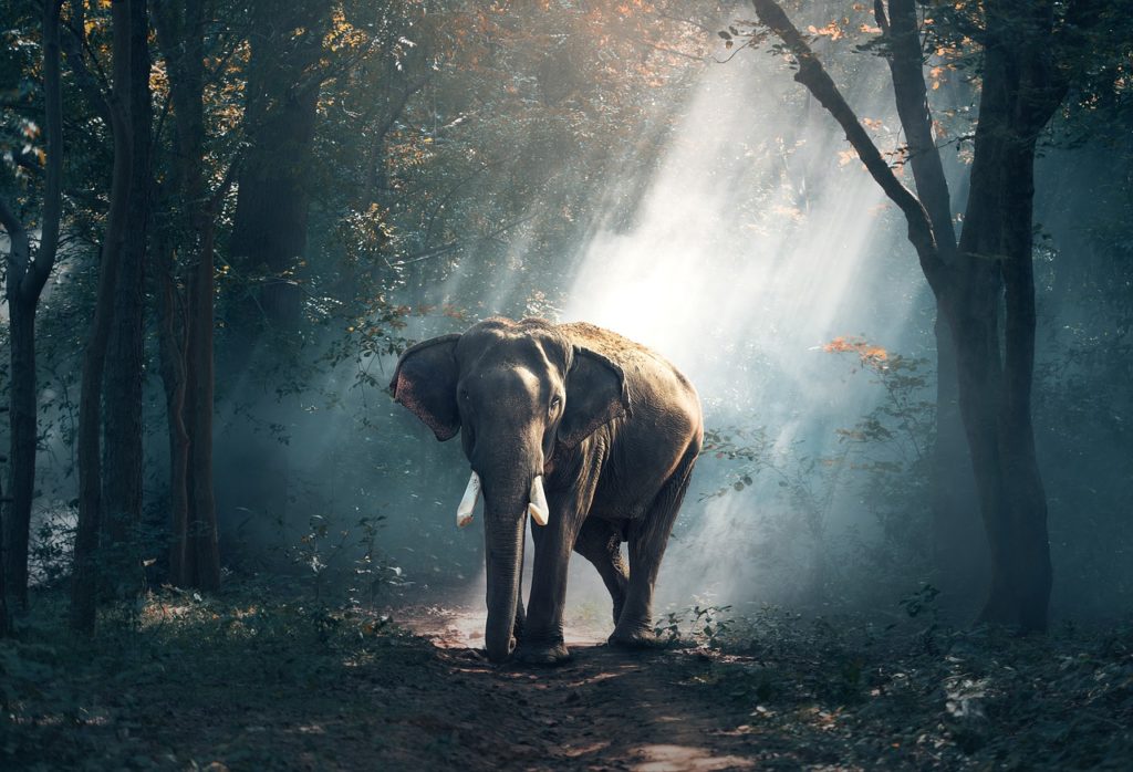 Man Trampled To Death By Elephants In Thailand