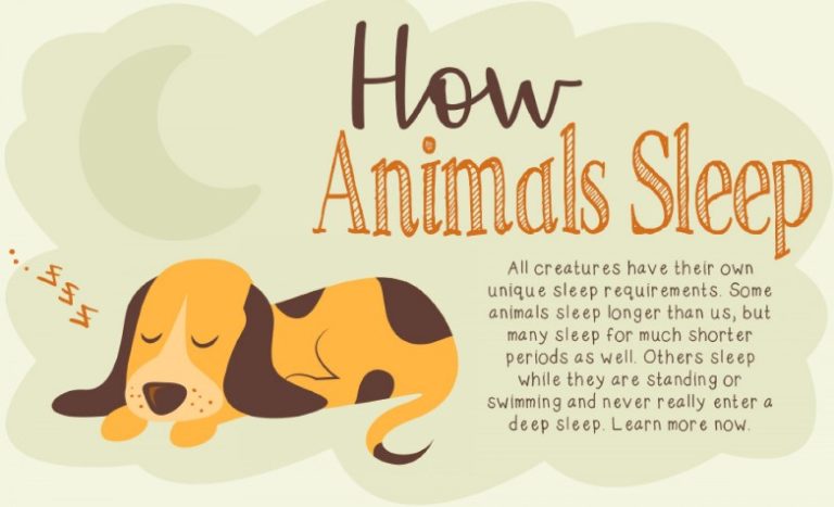 How Animals Sleep? [INFOGRAPHIC]