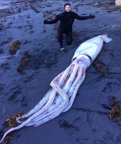Scary! Huge Squid Found On New Zealand Beach