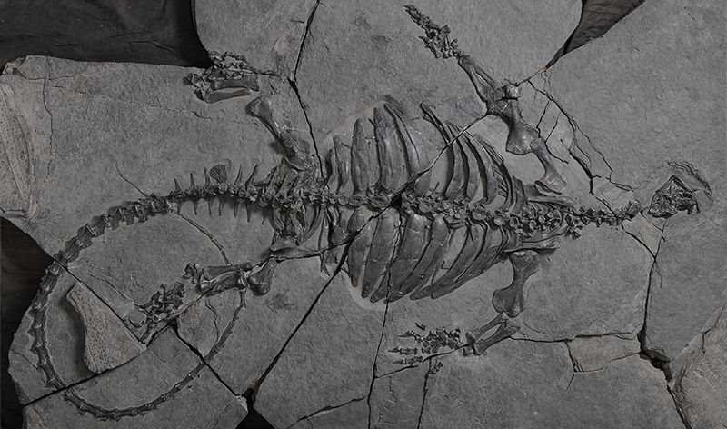 ancient turtle fossil