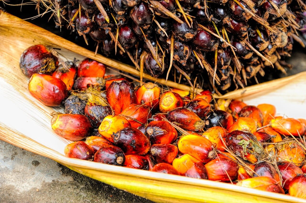 Sustainable Palm Oil