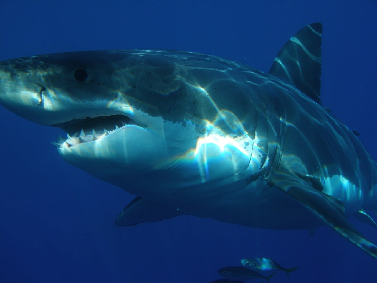 Secret Great White Shark Cafe Lies Hidden In The Pacific Ocean