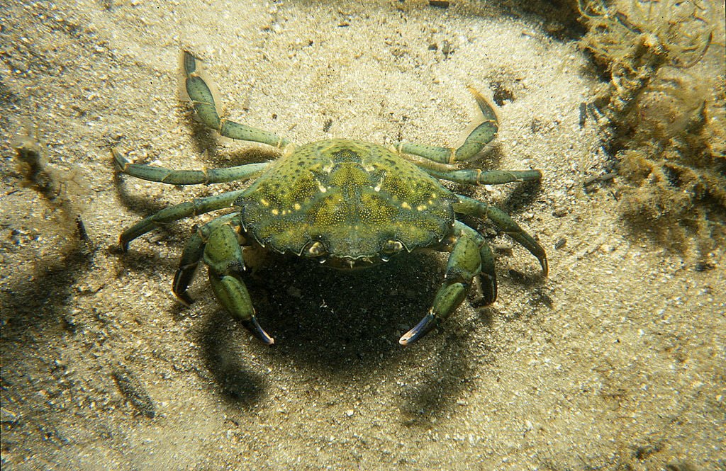 Angry Green Crabs