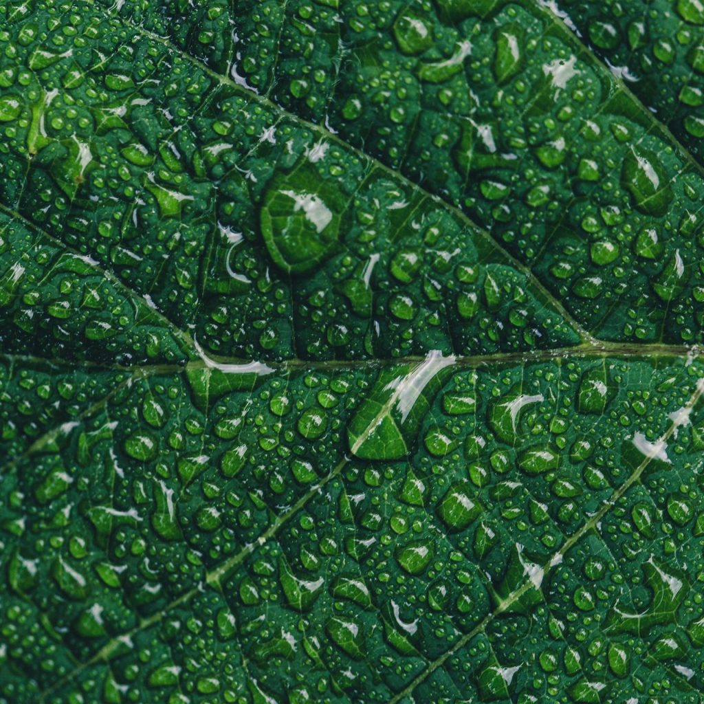 Green Inspired iPhone XS Max Wallpapers 3