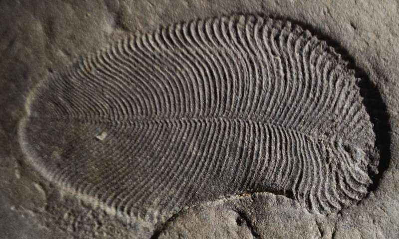 Oldest Animal Fossil