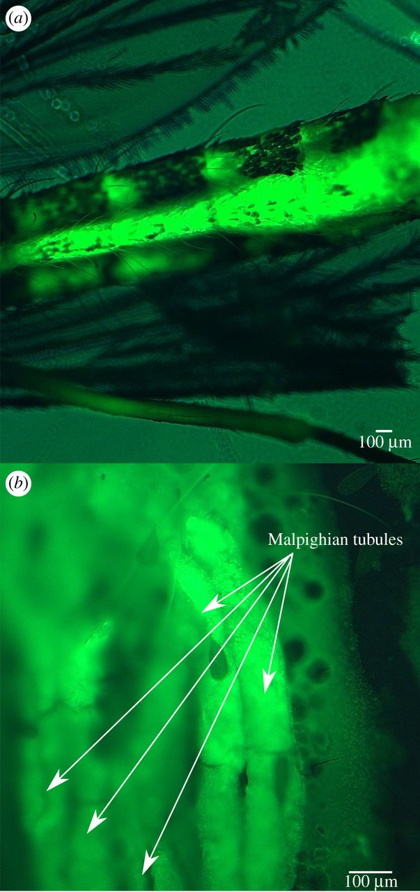 Plastic-Eating Mosquitoes