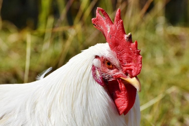 Which Came First: Chicken Or Egg? Scientists May Finally Have The Answer