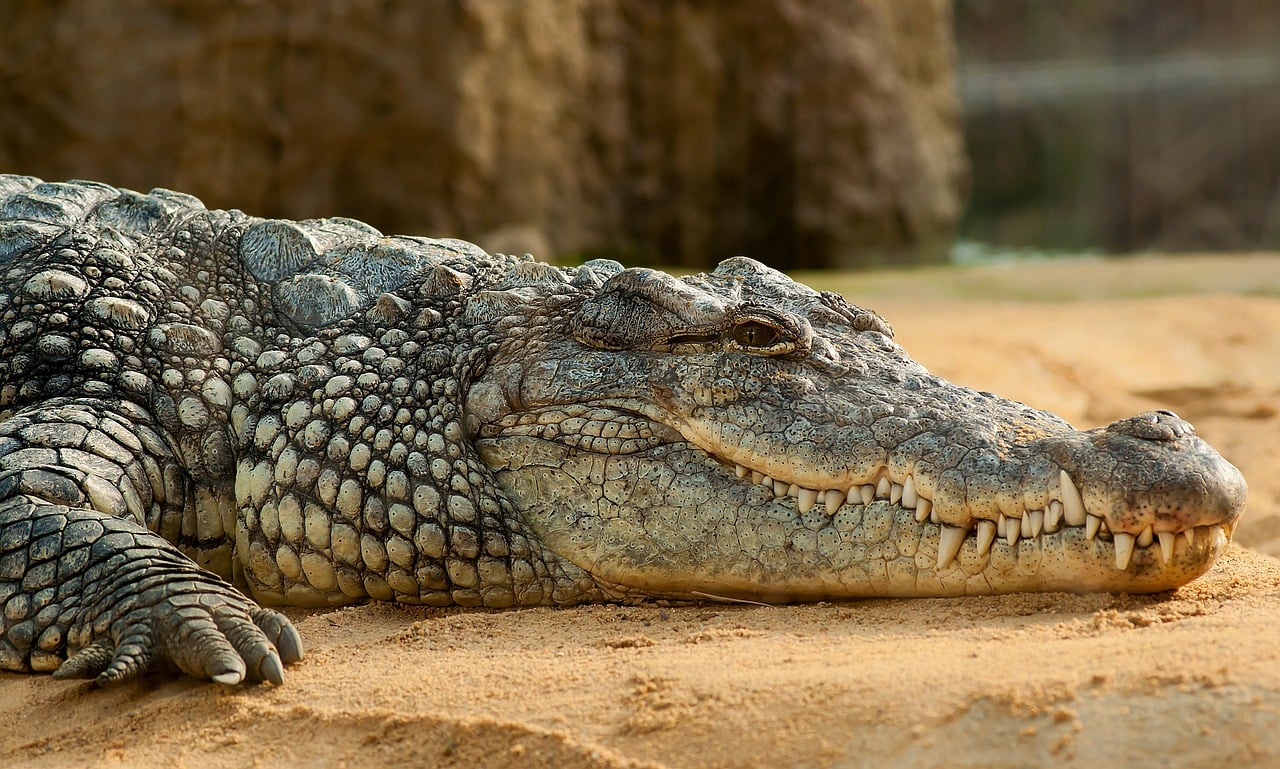 Crocodile Species
