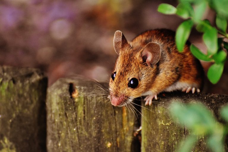 Scientists Breed A Mouse Using Same-Sex Parents