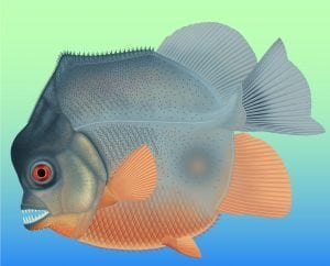 Jurassic-Era Piranha