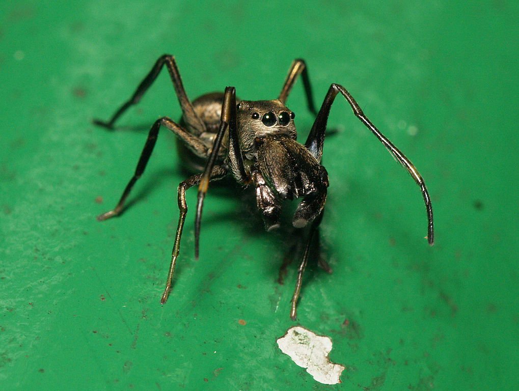 Jumping Spider Moms