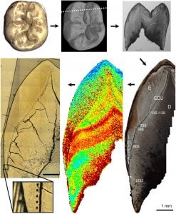 Neanderthal Teeth