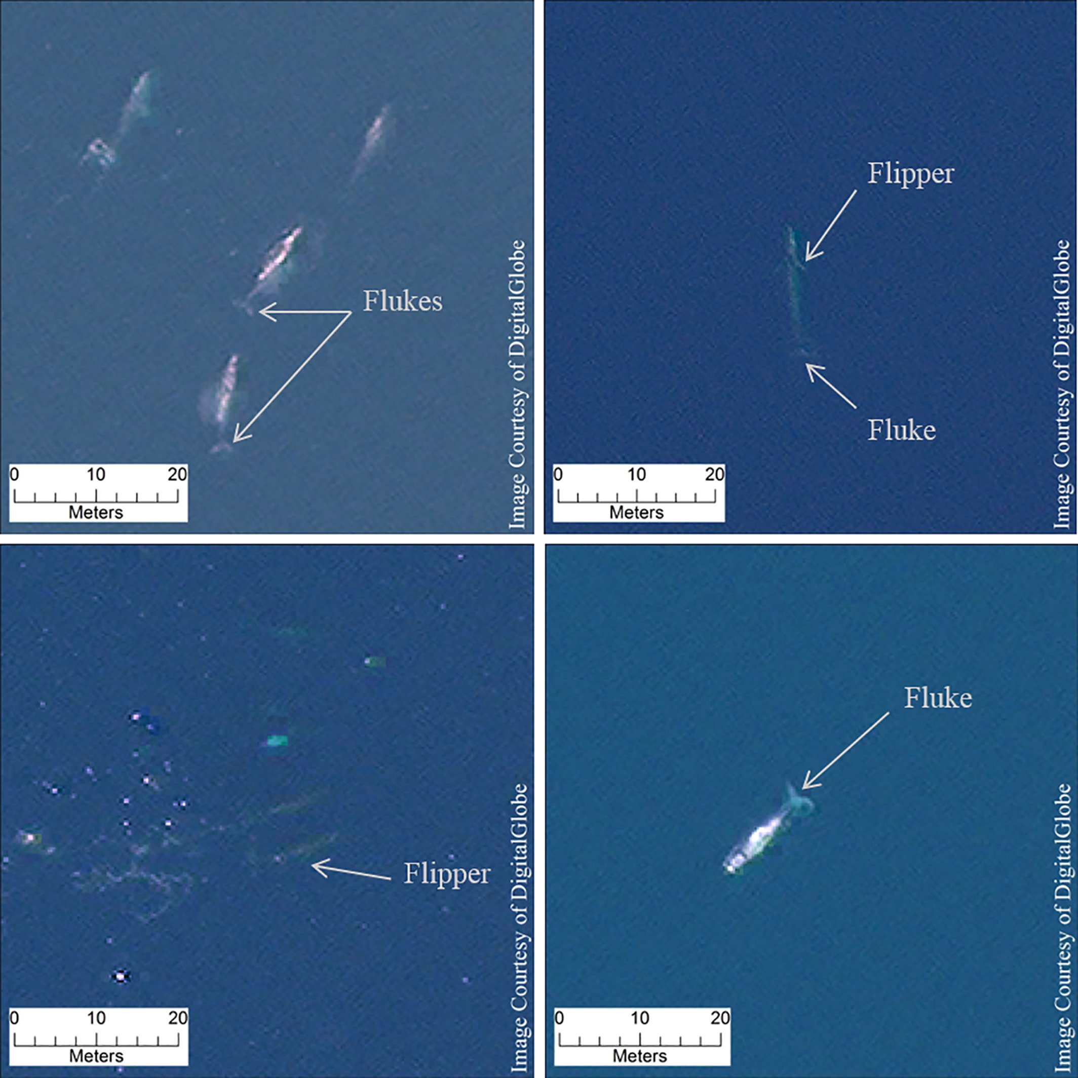 Track Whales From Space