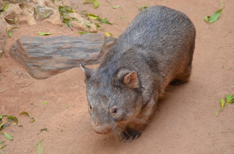 What Makes Wombats Produce Cube-Shaped Poop?