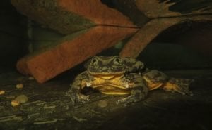 Loneliest Frog