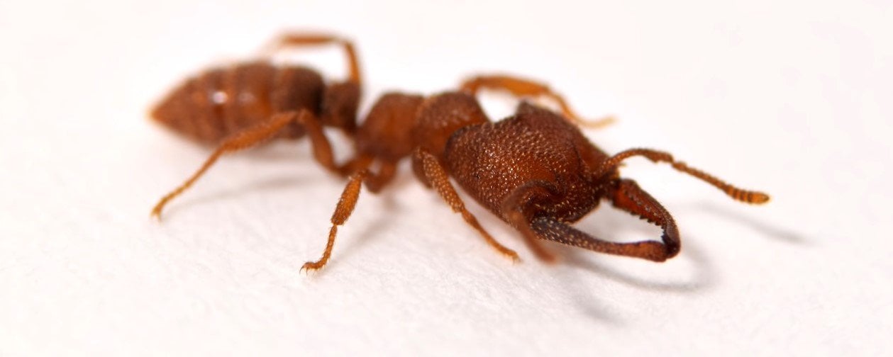 Dracula Ants