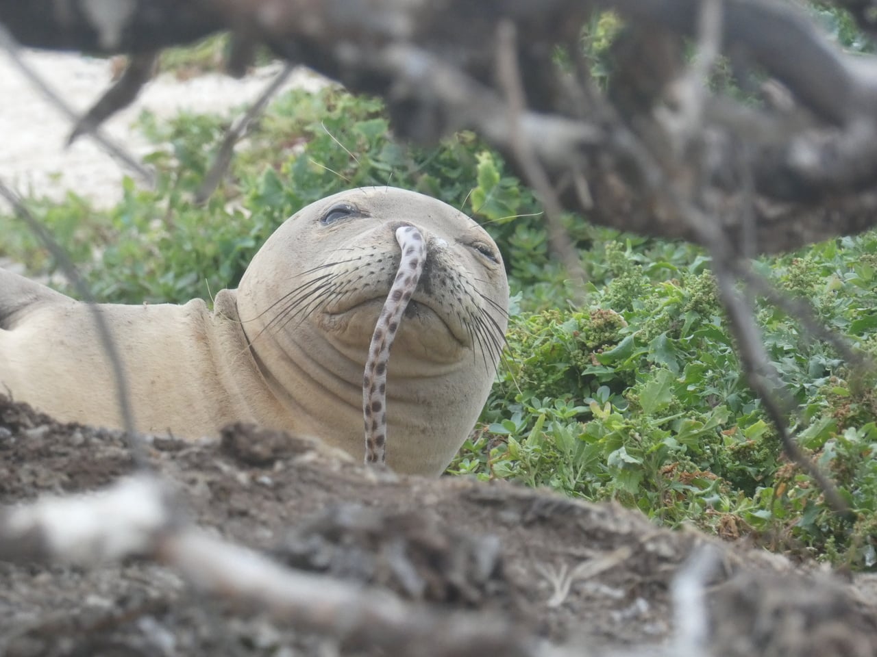 Hawaiian Monk Seal Eel Nose