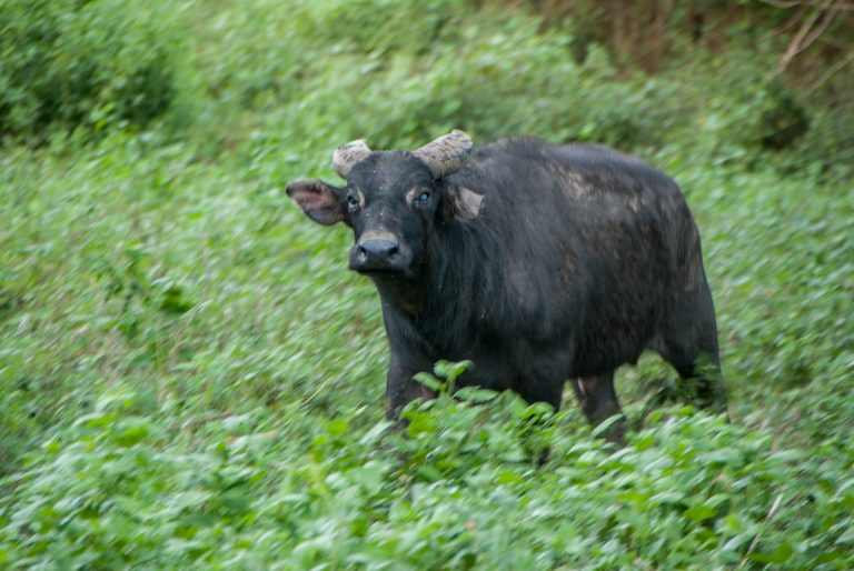 Philippines’ Rare Dwarf Buffalo Set On Ambitious Course For A Comeback