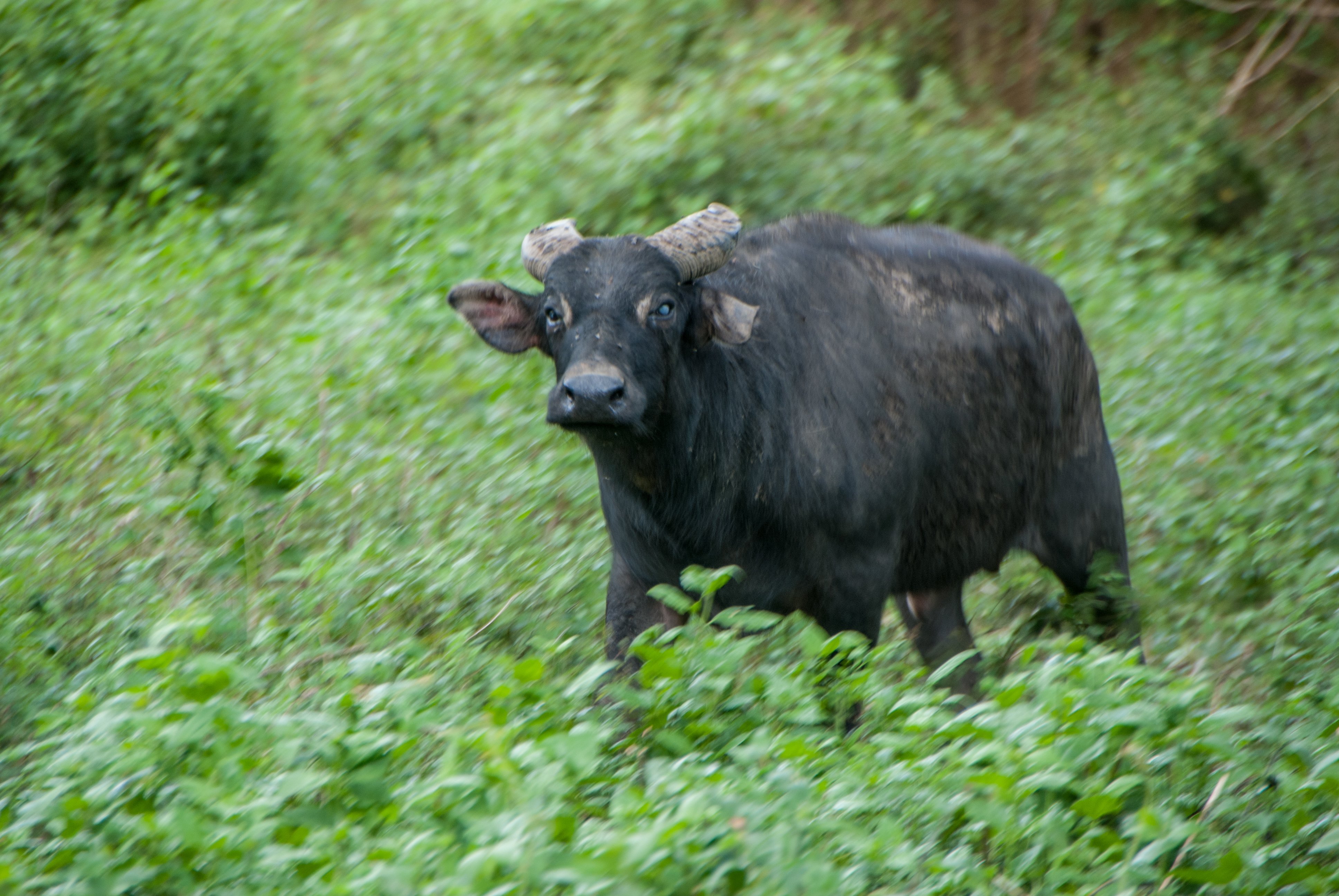 dwarf buffalo tamaraw