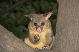 Possum Pikachu
