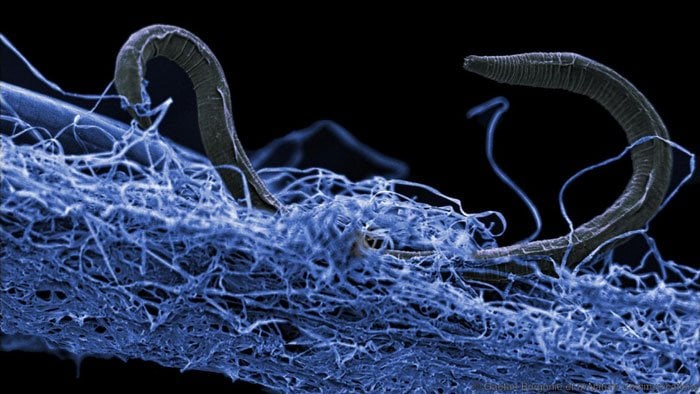 Underground Ecosystem Of Microbes