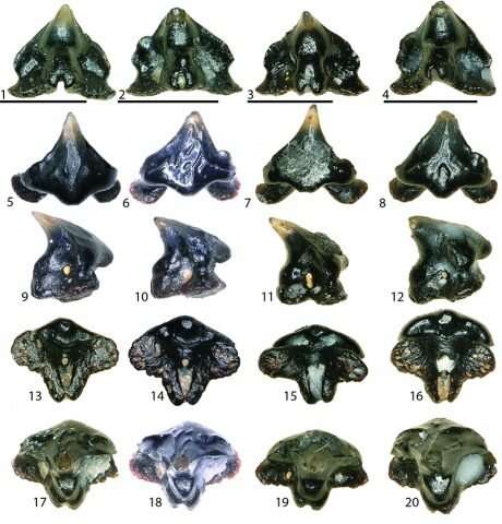 Ancient Shark With Spaceship-Shaped Teeth