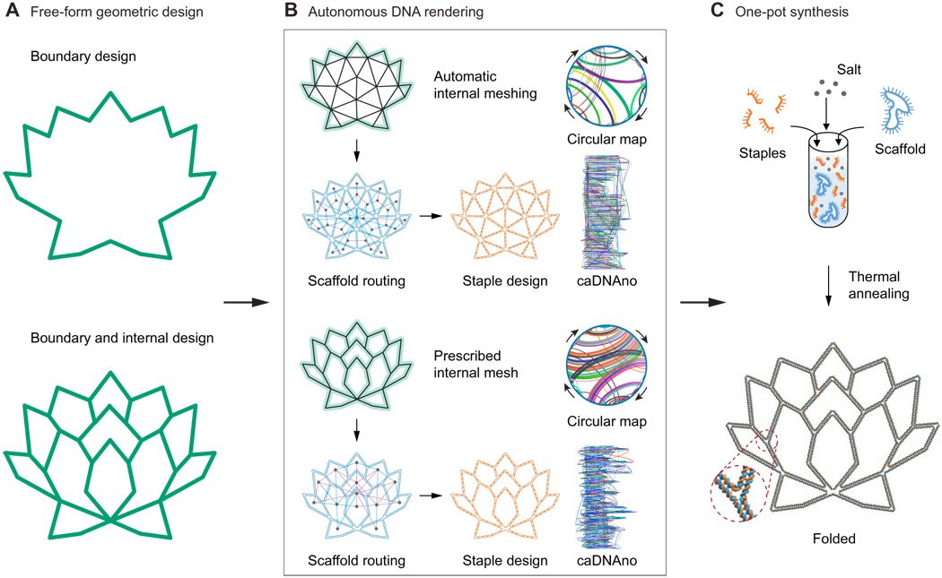 Translates 2D Drawing Into DNA Structure