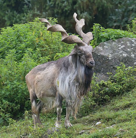 markhor trophy hunting