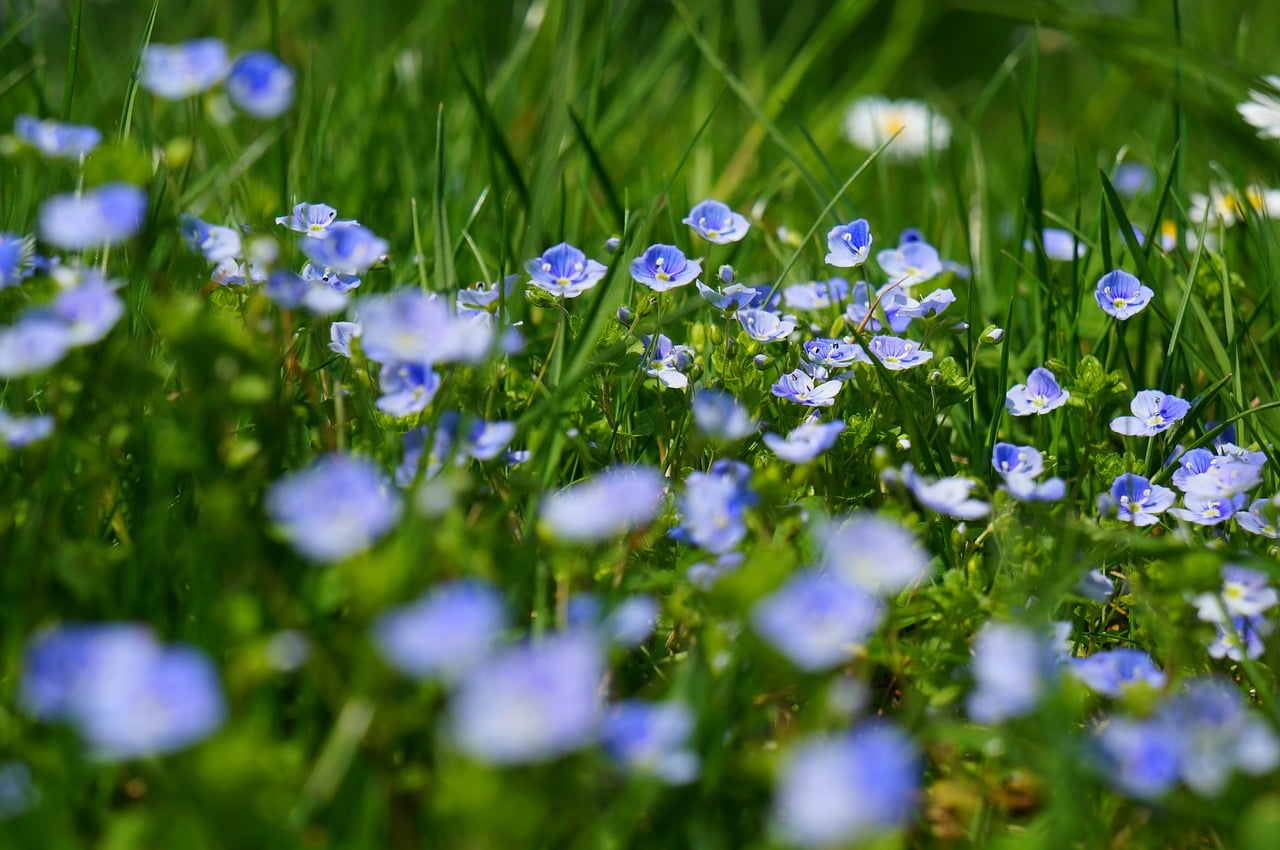 Top 10 Deadliest Plants in the World