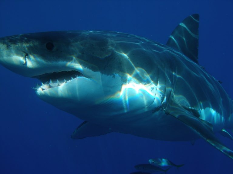 Newly Decoded Great White Shark Genome Could Cure Cancer
